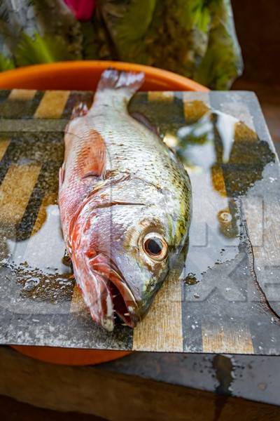 Fish on sale at a fish market near Arambol beach in Goa