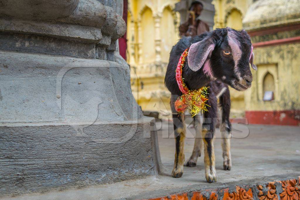 Baby goat for religious sacrifice at Kamakhya temple in Guwahati in Assam