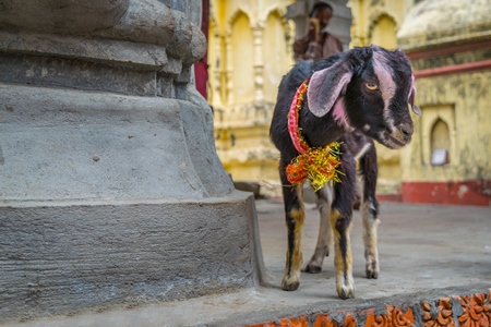 Baby goat for religious sacrifice at Kamakhya temple in Guwahati in Assam