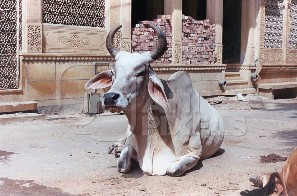 Street cow sitting with cream background