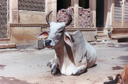 Street cow sitting with cream background