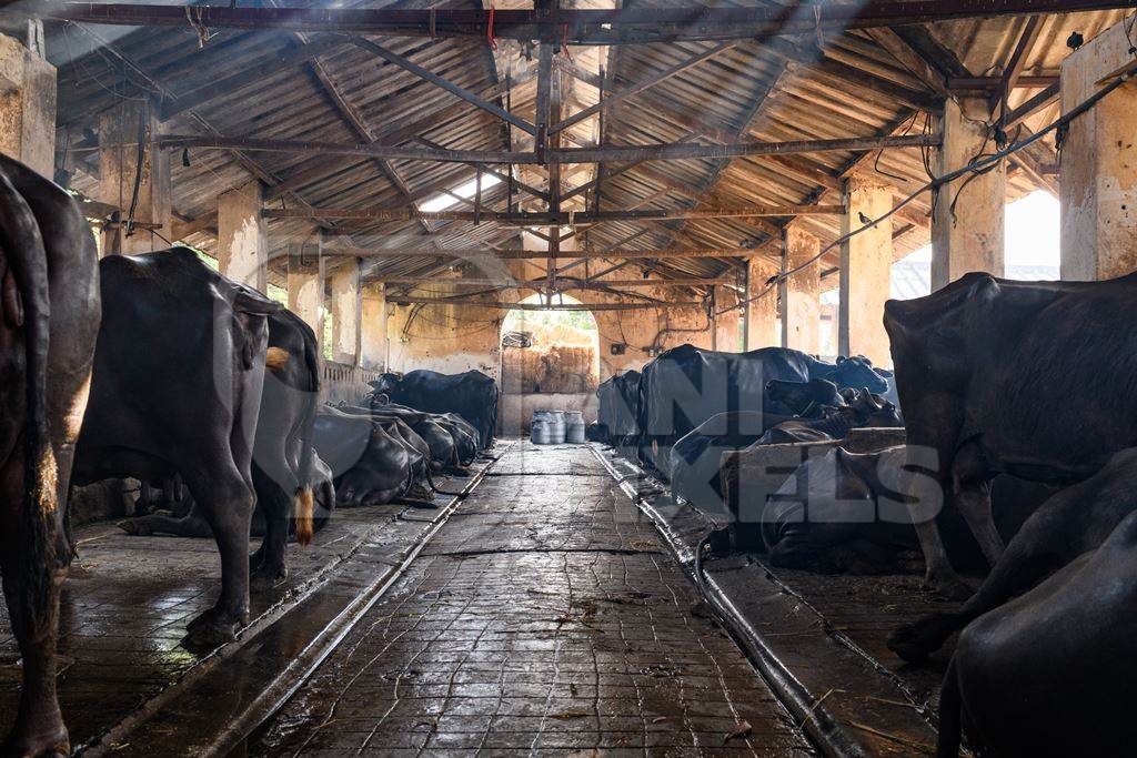 Indian buffaloes tied up in a line in a concrete shed on an urban dairy farm or tabela, Aarey milk colony, Mumbai, India, 2023