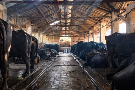 Indian buffaloes tied up in a line in a concrete shed on an urban dairy farm or tabela, Aarey milk colony, Mumbai, India, 2023