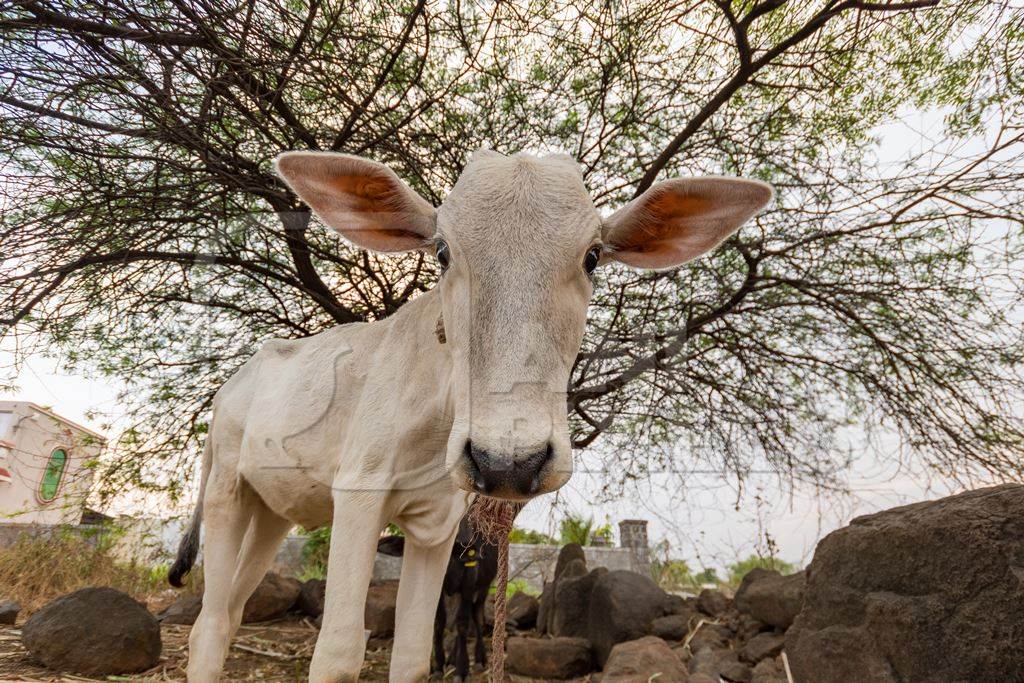 White Indian cow calf on a farm in rural Maharashtra, India, 2021