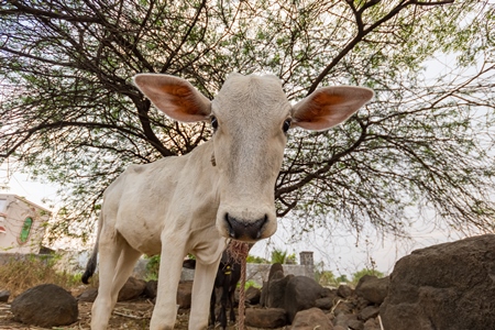 White Indian cow calf on a farm in rural Maharashtra, India, 2021