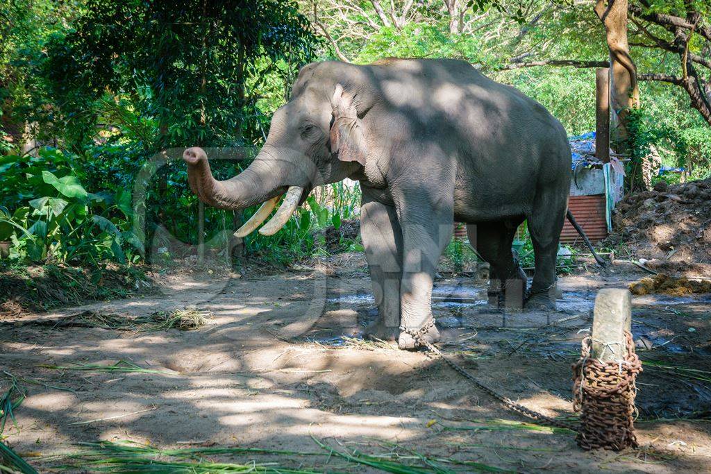 Elephant in musth chained up at Punnathur Kota elephant camp near Guruvayur temple, used for temples and religious festivals