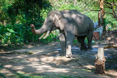 Elephant in musth chained up at Punnathur Kota elephant camp near Guruvayur temple, used for temples and religious festivals