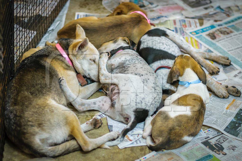 Dogs and puppies at adoption camp waiting to be adopted