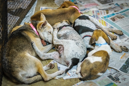 Dogs and puppies at adoption camp waiting to be adopted