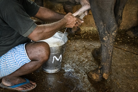 Workers milking farmed Indian buffaloes on an urban dairy farm or tabela, Aarey milk colony, Mumbai, India, 2023