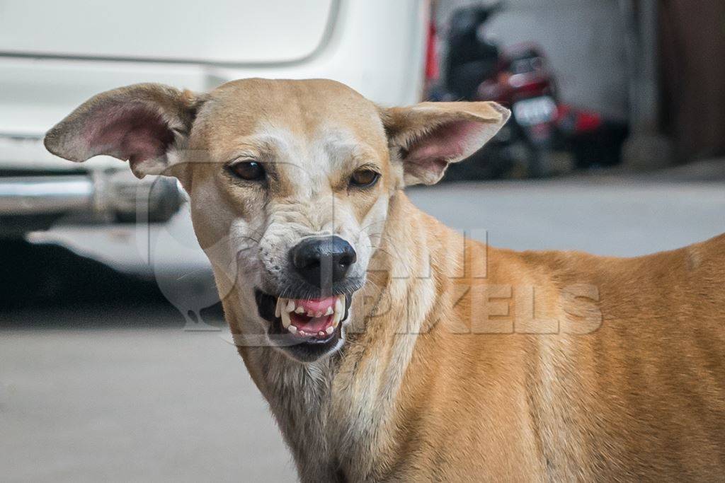 Stray street dog baring teeth on road