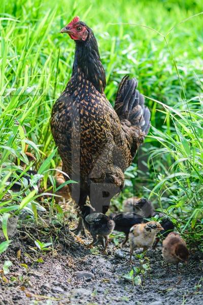 Free range mother chicken with chicks in a green field in Nagaland in Northeast India