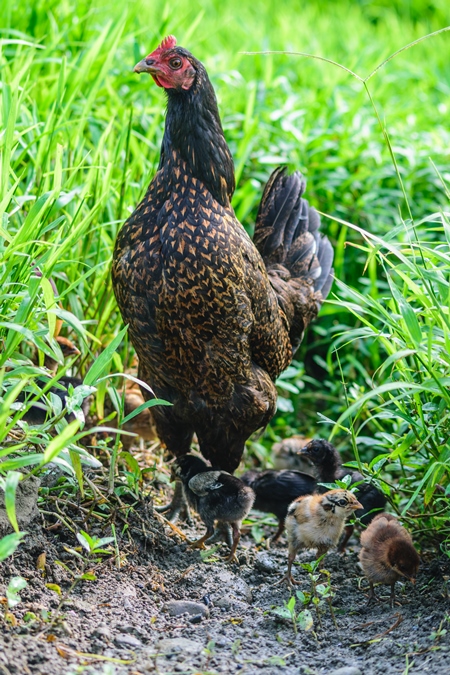 Free range mother chicken with chicks in a green field in Nagaland in Northeast India