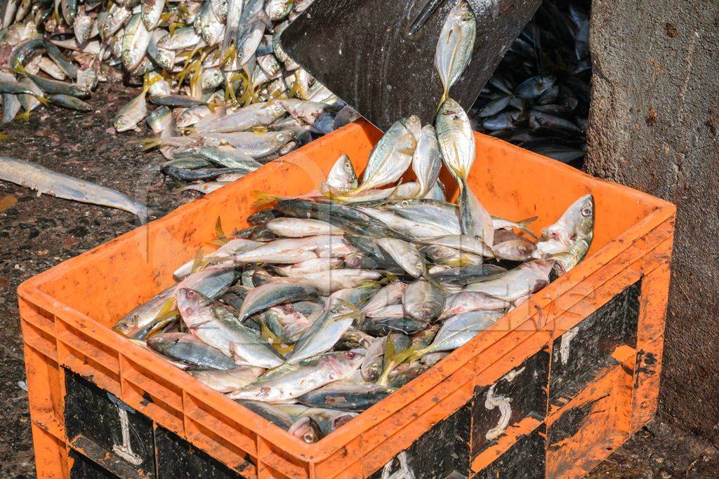 Pile of fish shovelled into an orange crate on sale at a fish market at Sassoon Docks