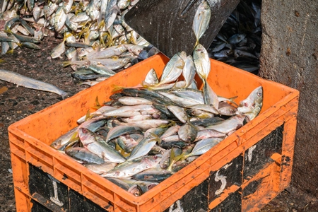 Pile of fish shovelled into an orange crate on sale at a fish market at Sassoon Docks