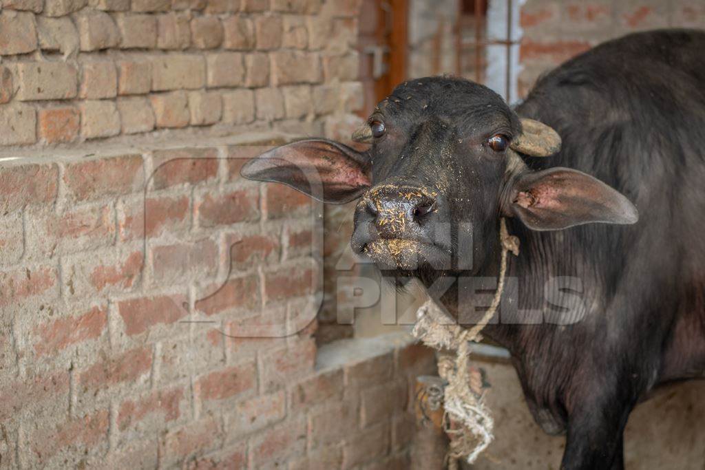 Mother buffalo in rural dairy tied up away from her baby in village in rural Bihar, India