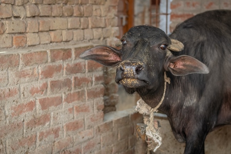 Mother buffalo in rural dairy tied up away from her baby in village in rural Bihar, India