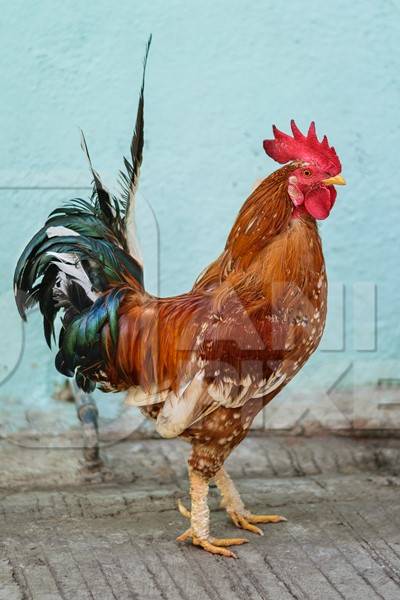 Free range cockerel or rooster walking in the street