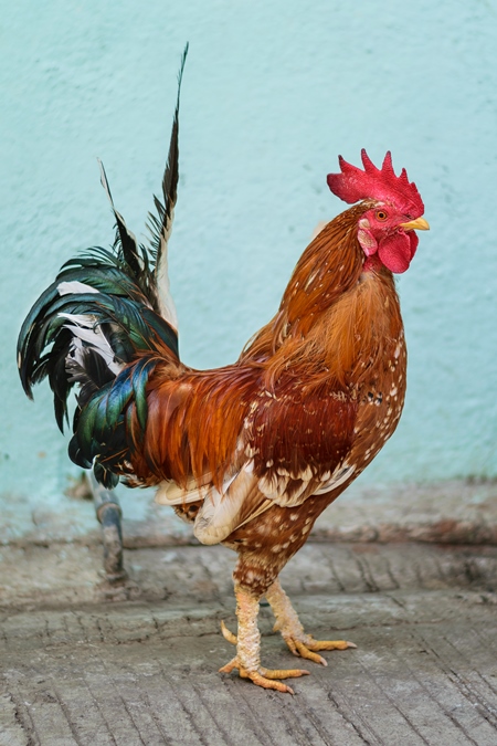 Free range cockerel or rooster walking in the street