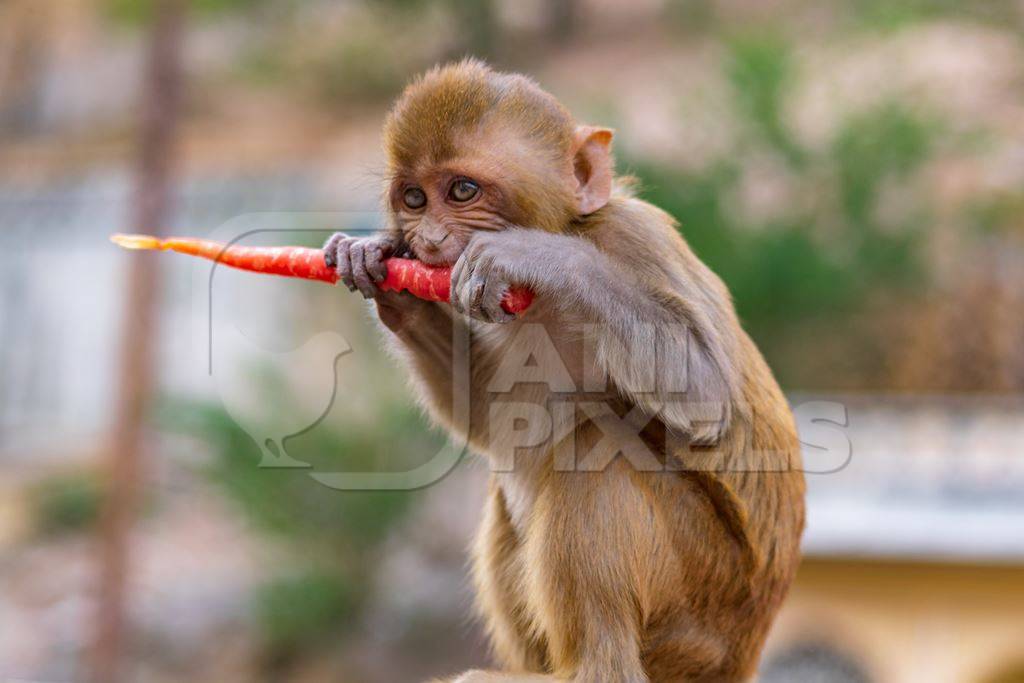 Photo of one Indian macaque monkey at Galta Ji monkey temple near Jaipur in Rajasthan in India