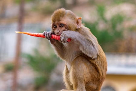 Photo of one Indian macaque monkey at Galta Ji monkey temple near Jaipur in Rajasthan in India