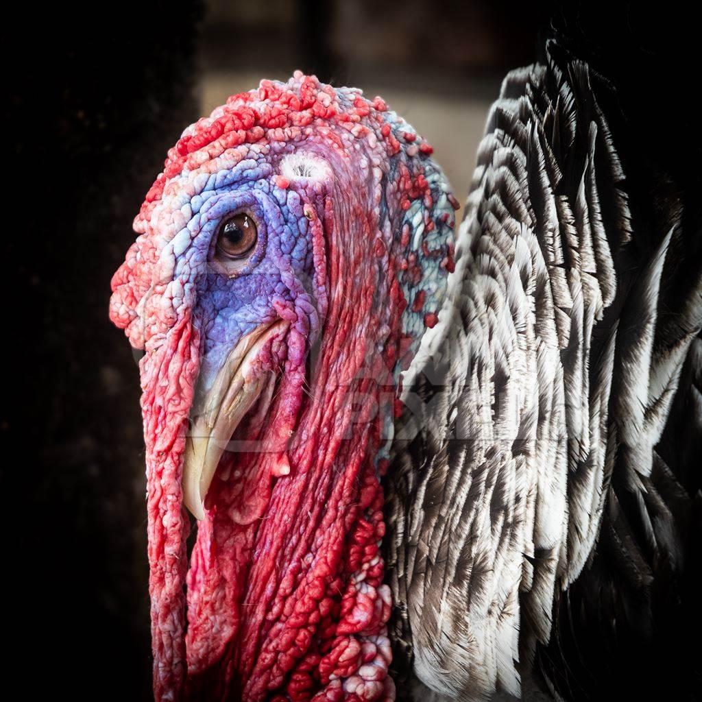 Turkey in captivity at a mini zoo at Dolphin Aquarium, Mumbai