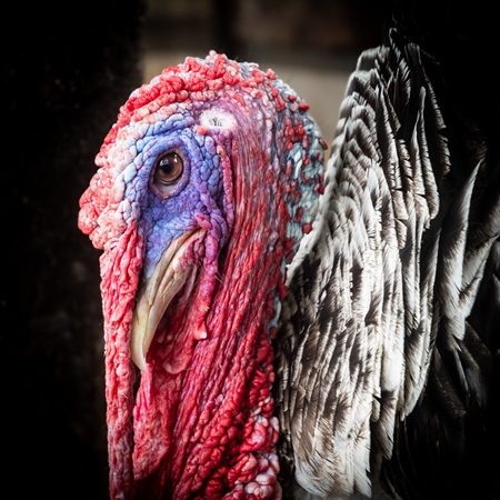 Turkey in captivity at a mini zoo at Dolphin Aquarium, Mumbai