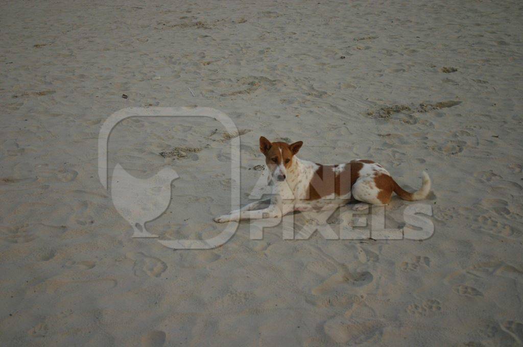 Stray dog lying on sandy beach