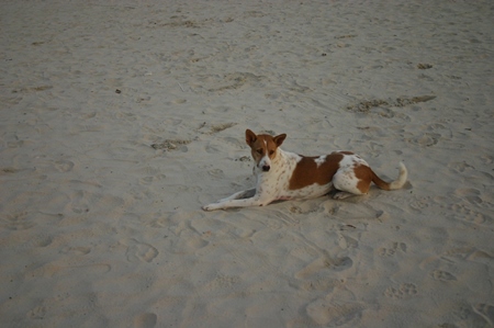 Stray dog lying on sandy beach