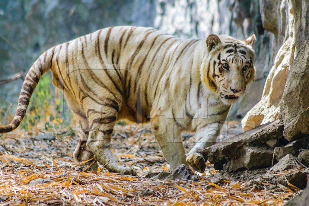 White tiger pacing up and down in enclosure at Rajiv Gandhi Zoological Park