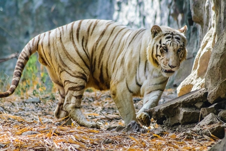 White tiger pacing up and down in enclosure at Rajiv Gandhi Zoological Park