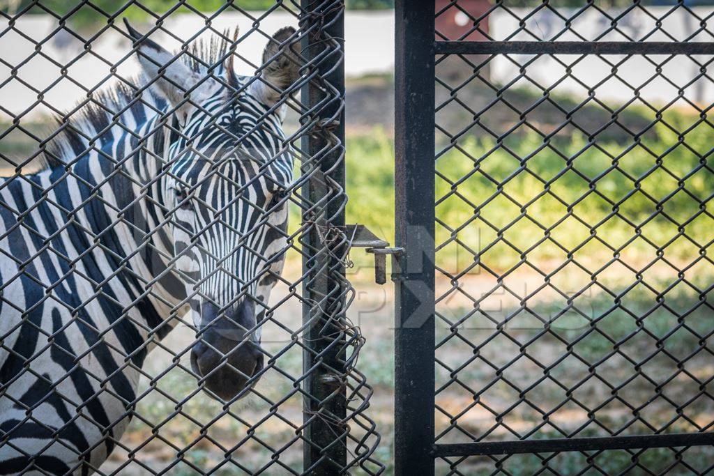 Close up of single, lonely male zebra kept in enclosure in Patna zoo