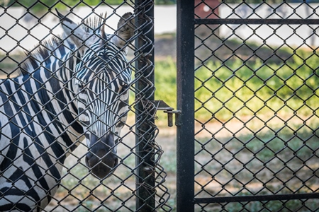 Close up of single, lonely male zebra kept in enclosure in Patna zoo