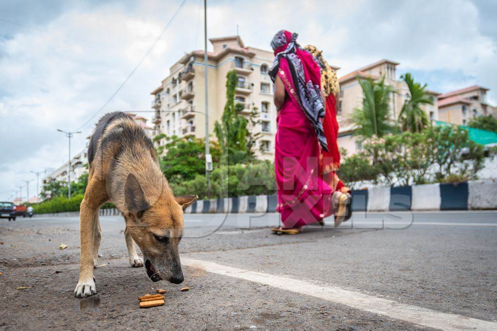 Hungry street dog eating biscuits on an urban city street