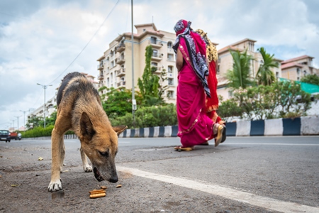 Hungry street dog eating biscuits on an urban city street