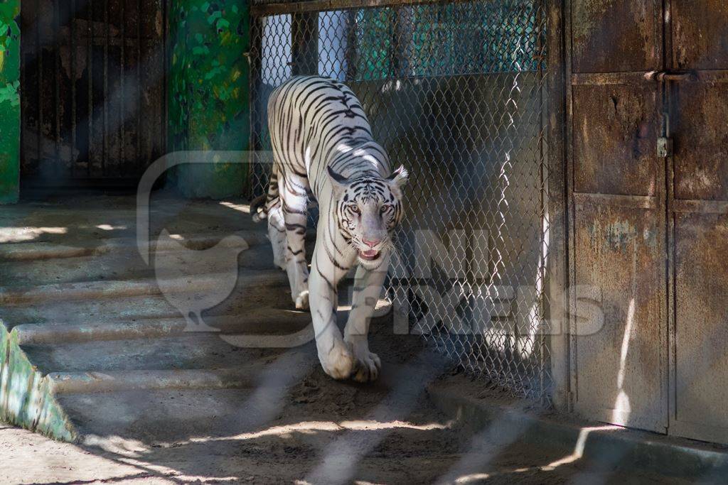 White tiger pacing in cage in Sanjay Gandhi Jaivik Udyan zoo