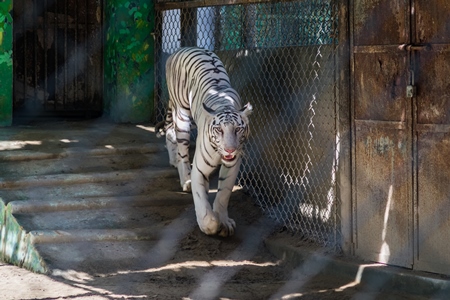 White tiger pacing in cage in Sanjay Gandhi Jaivik Udyan zoo