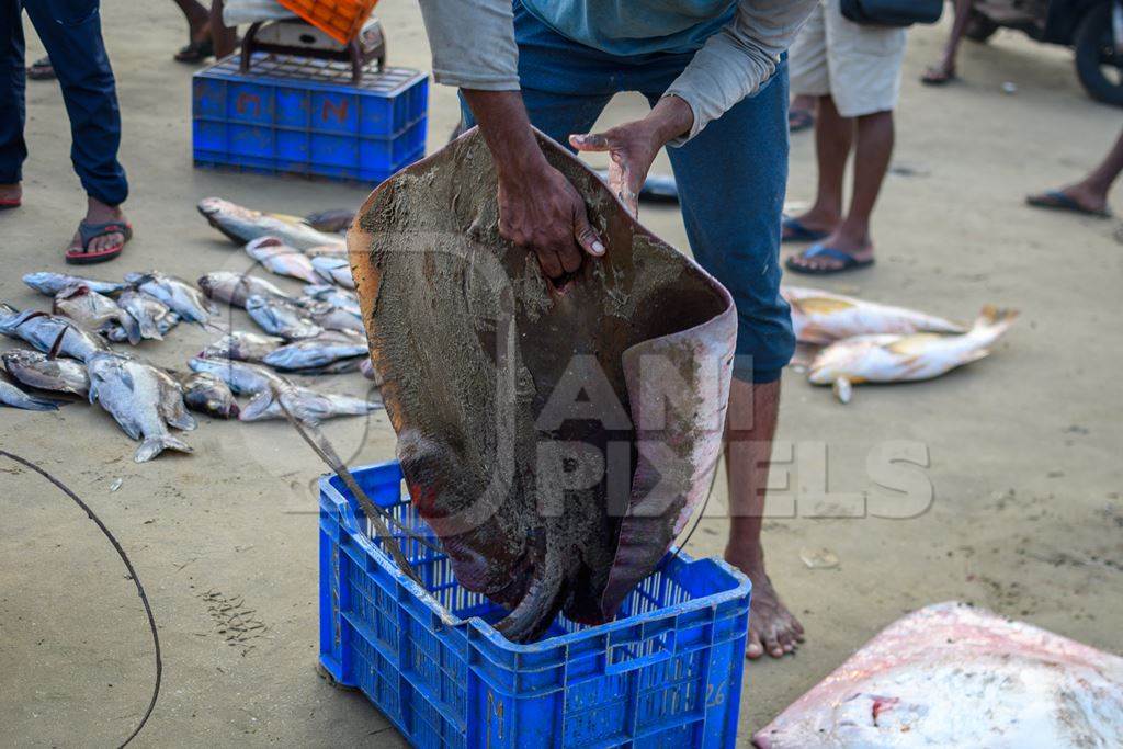 Man placing large dead Indian stingray fish into crate at Malvan fish market on beach in Malvan, Maharashtra, India, 2022