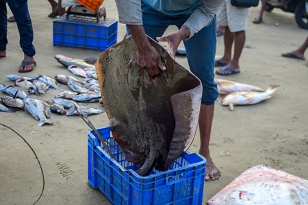Man placing large dead Indian stingray fish into crate at Malvan fish market on beach in Malvan, Maharashtra, India, 2022