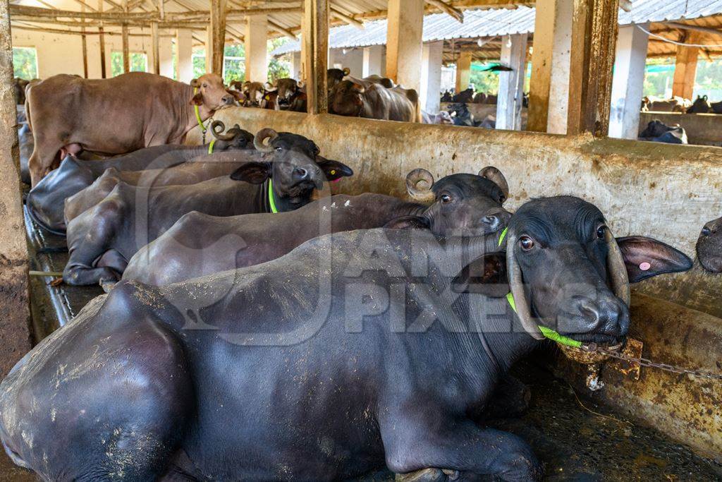 Indian buffaloes tied up in a line in a concrete shed on an urban dairy farm or tabela, Aarey milk colony, Mumbai, India, 2023