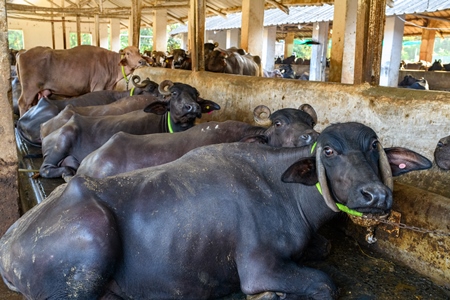 Indian buffaloes tied up in a line in a concrete shed on an urban dairy farm or tabela, Aarey milk colony, Mumbai, India, 2023