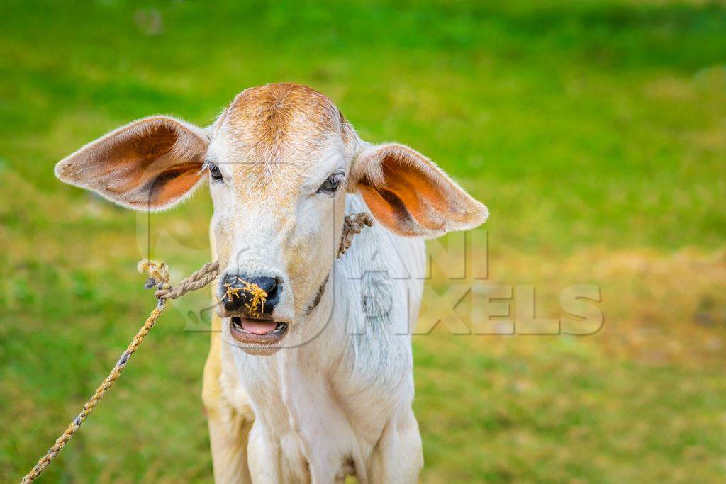 Brown and white cow in green field in town of Bodhgaya, Bihar