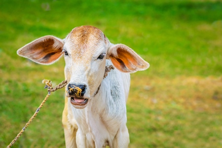 Brown and white cow in green field in town of Bodhgaya, Bihar