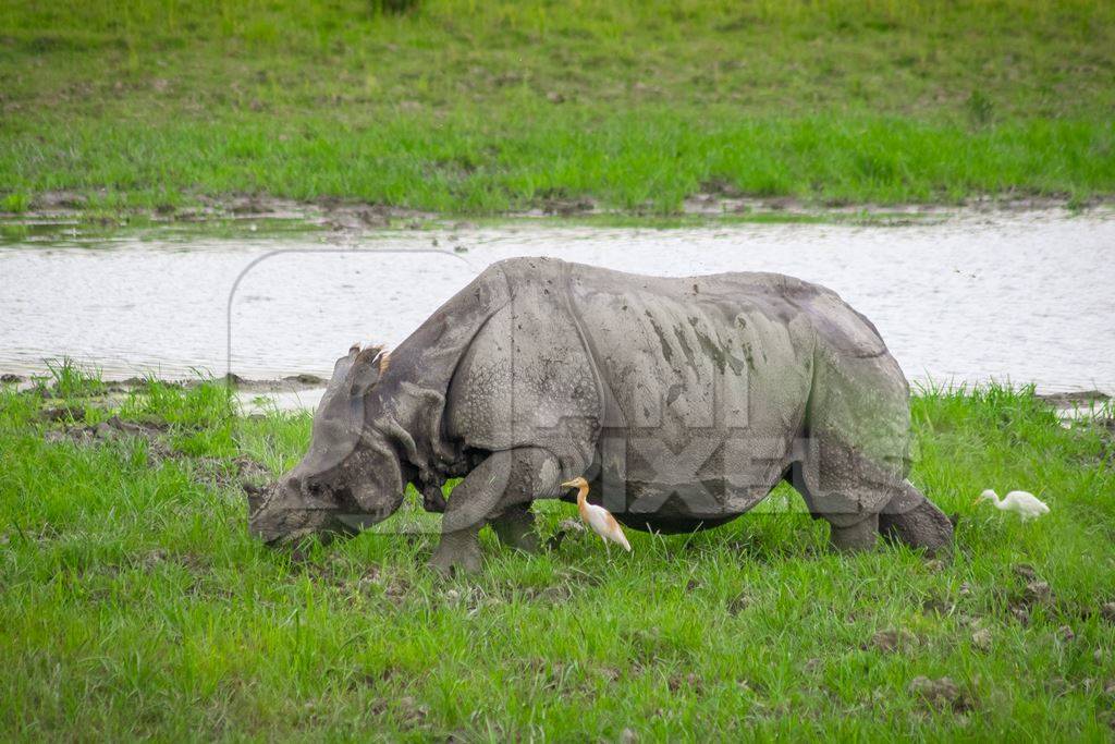 Indian one-horned rhino with green vegetation in Kaziranga National Park in Assam in India