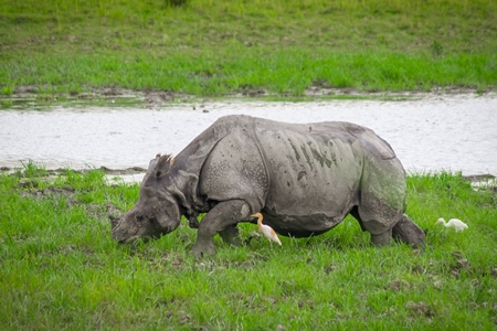 Indian one-horned rhino with green vegetation in Kaziranga National Park in Assam in India