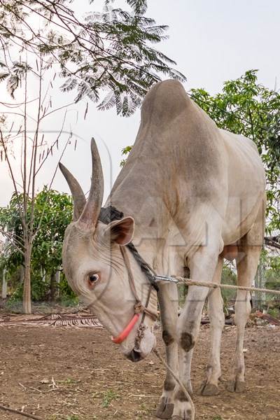 Working Indian bullock or cow used for animal labour tied up with nose rope on a farm in rural Maharashtra, India, 2021