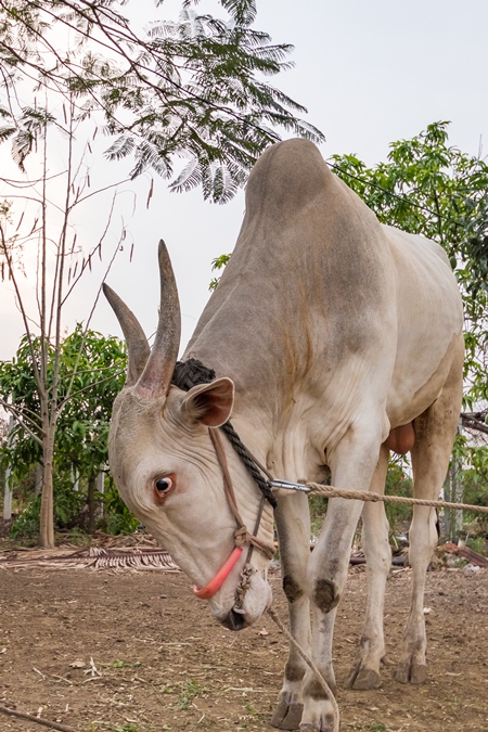 Working Indian bullock or cow used for animal labour tied up with nose rope on a farm in rural Maharashtra, India, 2021