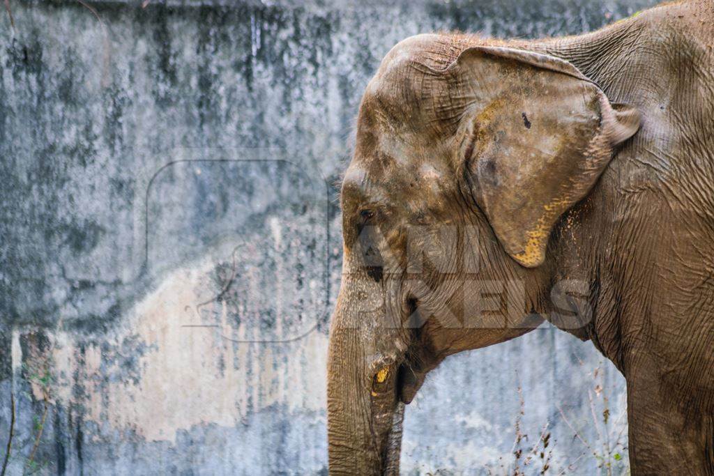 Elephant standing in front of concrete wall in enclosure at Byculla zoo