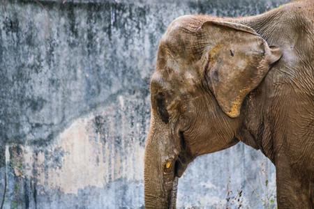 Elephant standing in front of concrete wall in enclosure at Byculla zoo