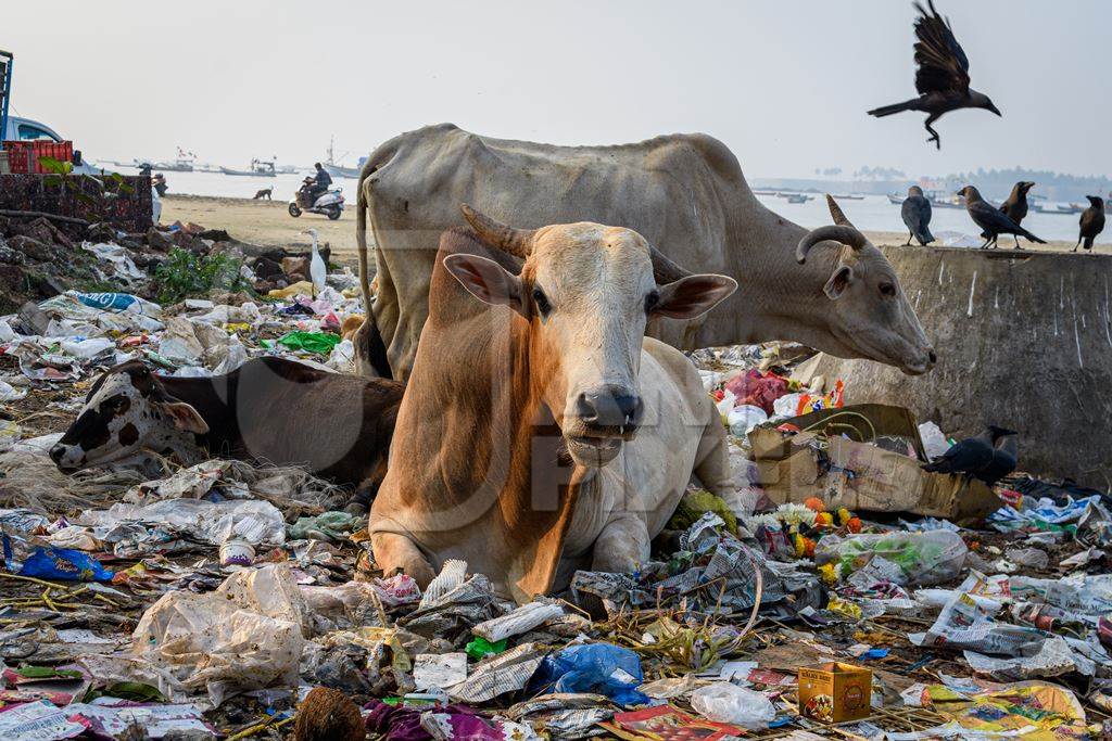 Indian street cows eating garbage on garbage dump on beach in Malvan, Maharashtra, India, 2022